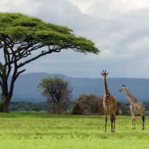 kenya1.webp